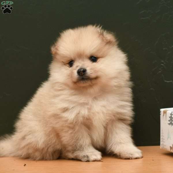 Chase, Pomeranian Puppy