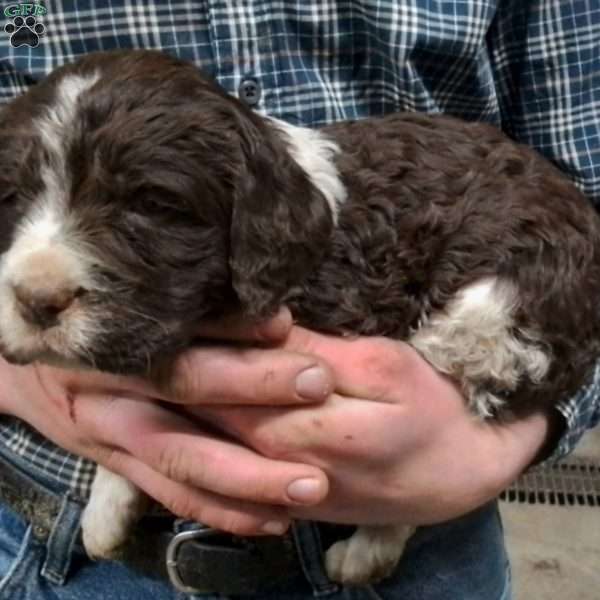 Hudson, English Springer Spaniel Puppy