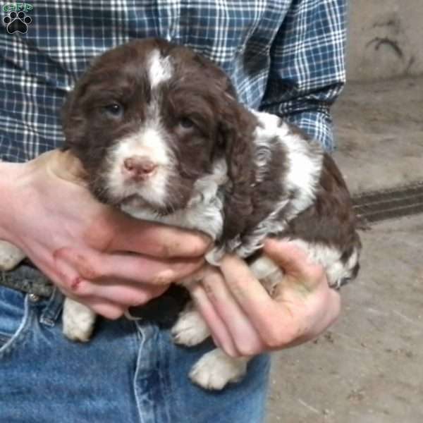 Hunter, English Springer Spaniel Puppy