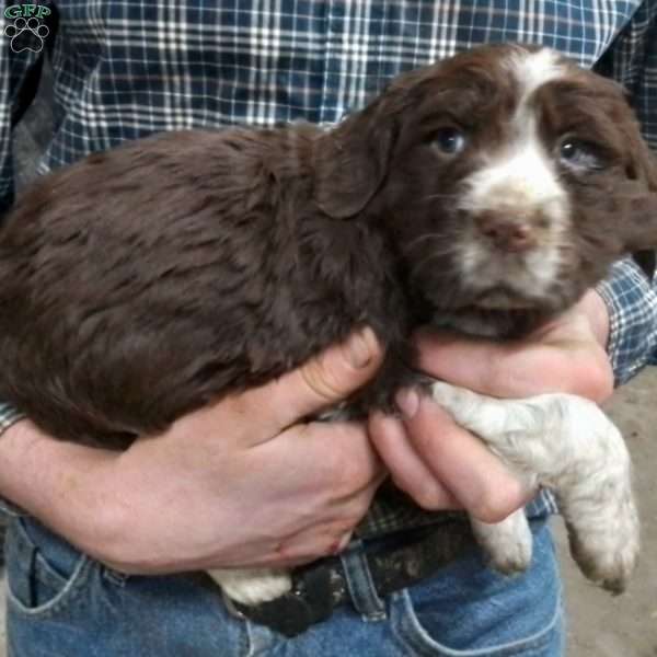 Lexi, English Springer Spaniel Puppy