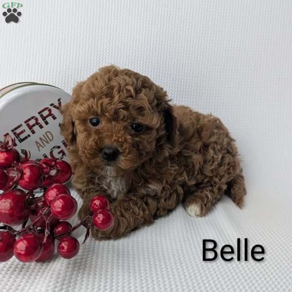 Belle, Shih-Poo Puppy