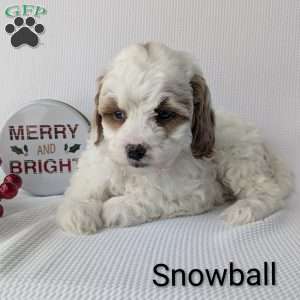 Snowball, Shih-Poo Puppy