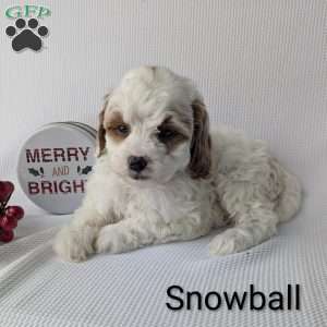 Snowball, Shih-Poo Puppy