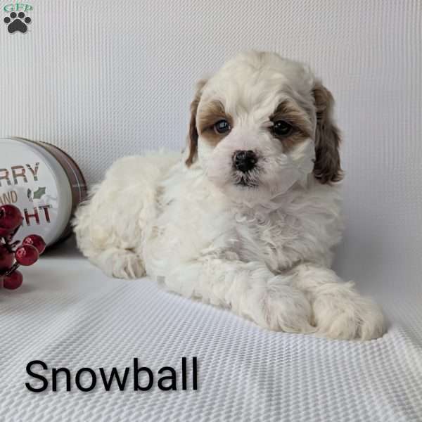 Snowball, Shih-Poo Puppy