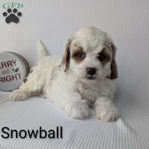Snowball, Shih-Poo Puppy