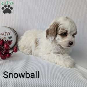 Snowball, Shih-Poo Puppy