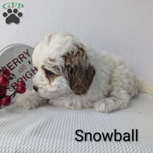 Snowball, Shih-Poo Puppy