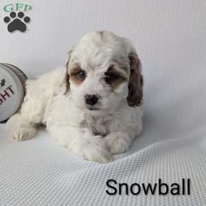 Snowball, Shih-Poo Puppy