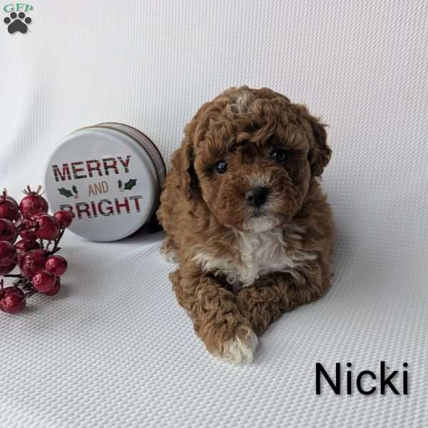 Nicki, Shih-Poo Puppy