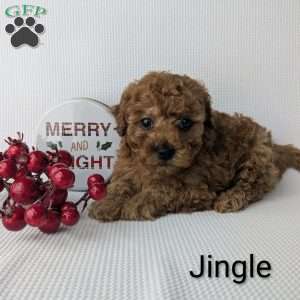 Jingle, Shih-Poo Puppy