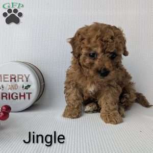 Jingle, Shih-Poo Puppy