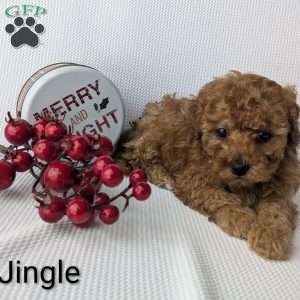 Jingle, Shih-Poo Puppy
