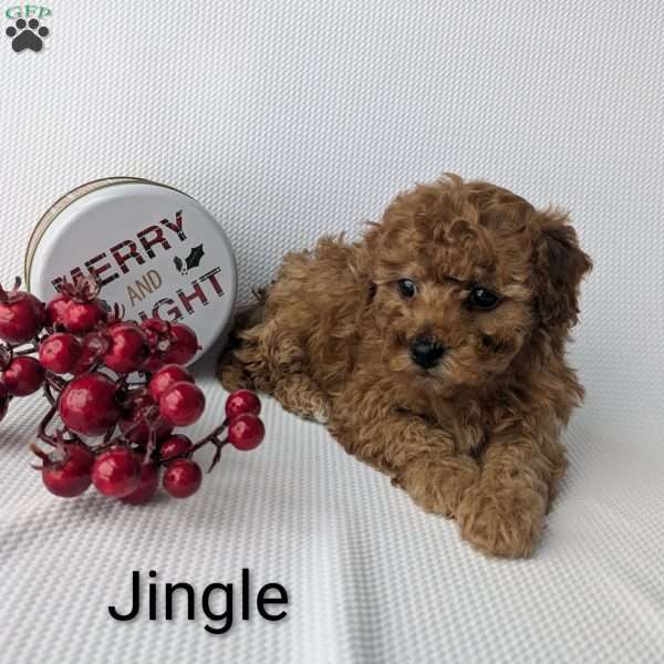 Jingle, Shih-Poo Puppy