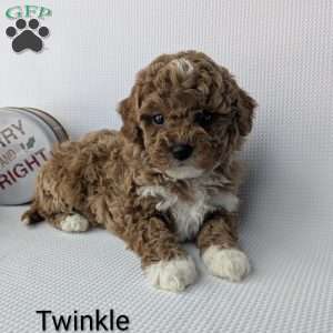 Twinkle, Shih-Poo Puppy