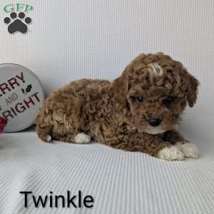 Twinkle, Shih-Poo Puppy