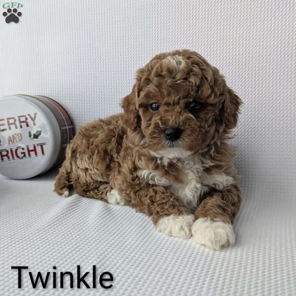 Twinkle, Shih-Poo Puppy