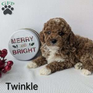 Twinkle, Shih-Poo Puppy