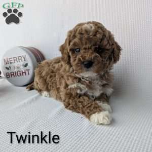 Twinkle, Shih-Poo Puppy