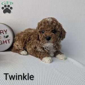 Twinkle, Shih-Poo Puppy