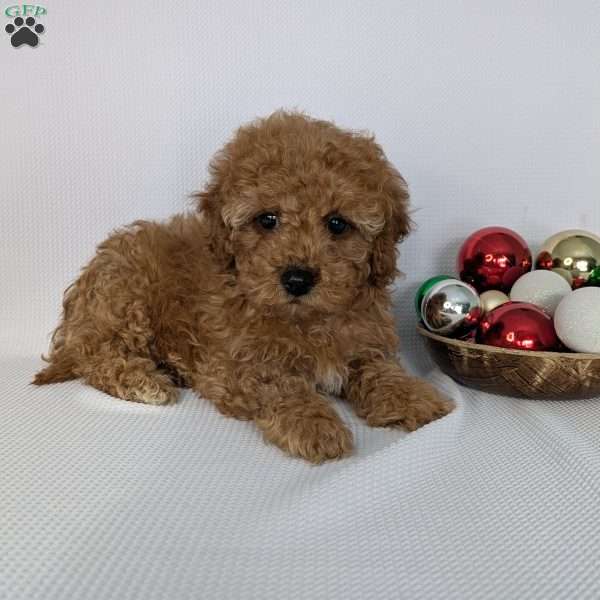 Jingle, Shih-Poo Puppy
