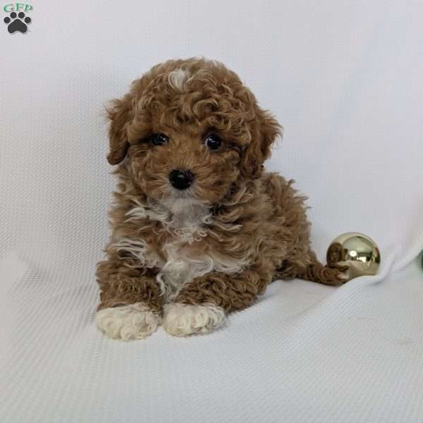 Twinkle, Shih-Poo Puppy