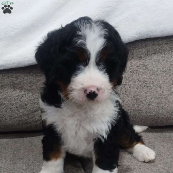 Cooper, Mini Bernedoodle Puppy