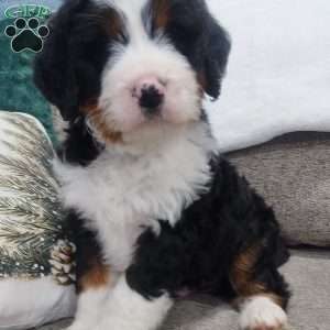 Cooper, Mini Bernedoodle Puppy