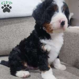 Cooper, Mini Bernedoodle Puppy