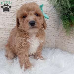 Clark, Bich-Poo Puppy