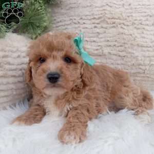 Clark, Bich-Poo Puppy