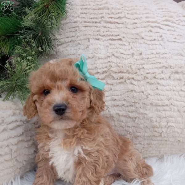 Clark, Bich-Poo Puppy