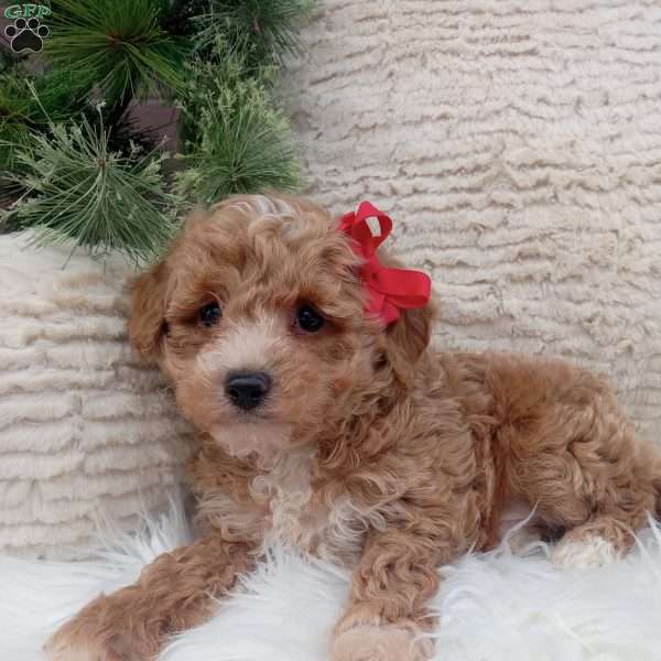 Finn, Bich-Poo Puppy