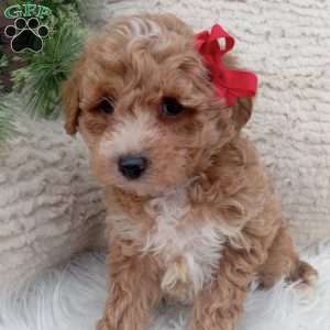 Finn, Bich-Poo Puppy