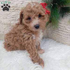 Finn, Bich-Poo Puppy