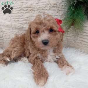 Finn, Bich-Poo Puppy