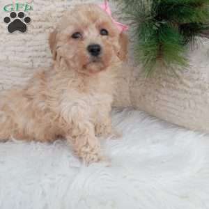 River, Bich-Poo Puppy