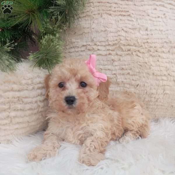 River, Bich-Poo Puppy