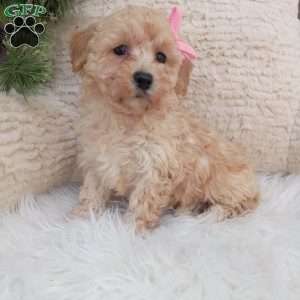 River, Bich-Poo Puppy