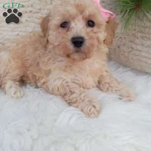 River, Bich-Poo Puppy