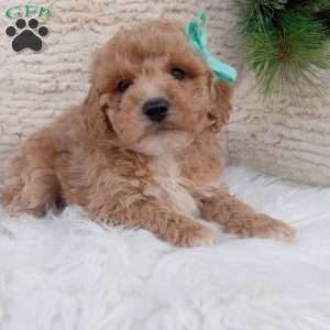 Clark, Bich-Poo Puppy