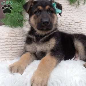 Champ, German Shepherd Puppy