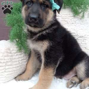 Champ, German Shepherd Puppy
