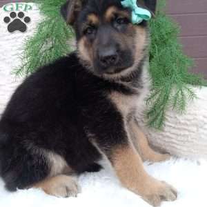Champ, German Shepherd Puppy