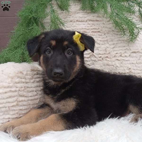 Bella, German Shepherd Puppy