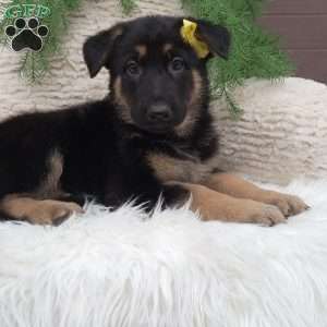 Bella, German Shepherd Puppy