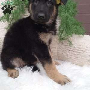Bella, German Shepherd Puppy