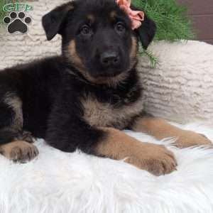 Lexi, German Shepherd Puppy