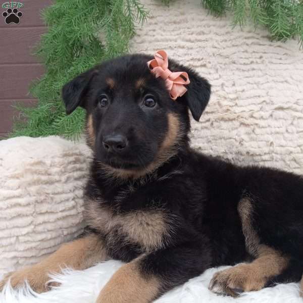Lexi, German Shepherd Puppy