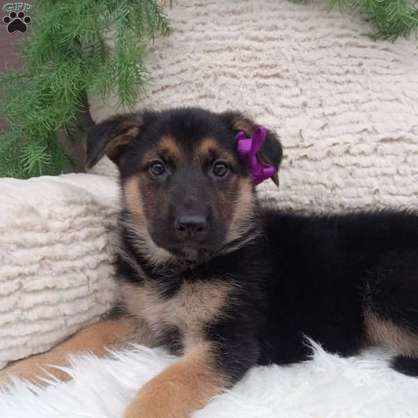 Annie, German Shepherd Puppy