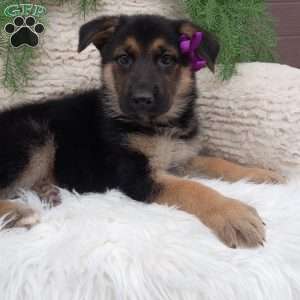 Annie, German Shepherd Puppy